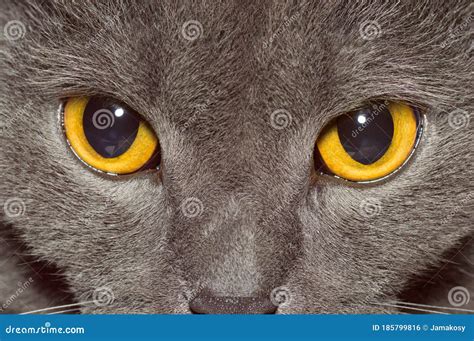 Yellow Eyes Of A Grey British Cat Closeup Stock Photo Image Of Stare