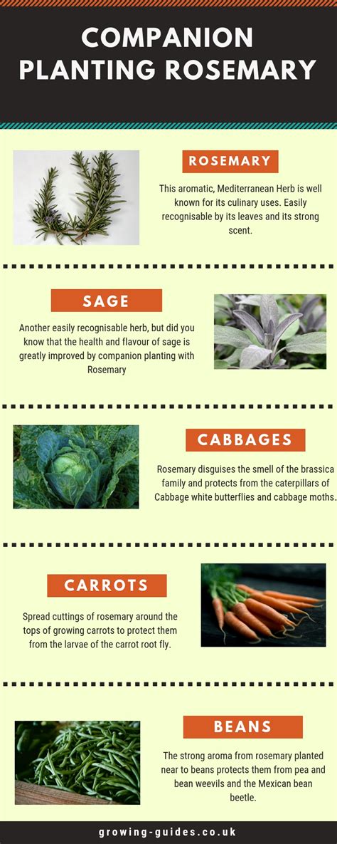 Companion planting is a method of growing specific herbs, flowers, fruits, and vegetables in close proximity to each other, enhancing rosemary companion plants. Companion Planting Rosemary | Growing Guides