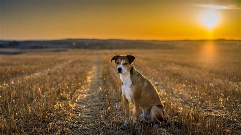 Cute Dog On The Field At Sunset Wallpaper Animal Wallpapers 50671