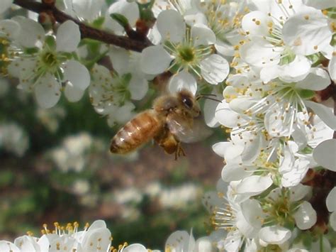 The fragrant flowers are also distilled for use in perfumes. Honey Bees Pollinating Plum Tree