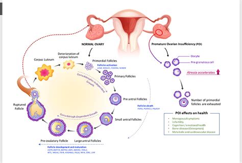Frontiers Premature Ovarian Insufficiency Past Present And Future