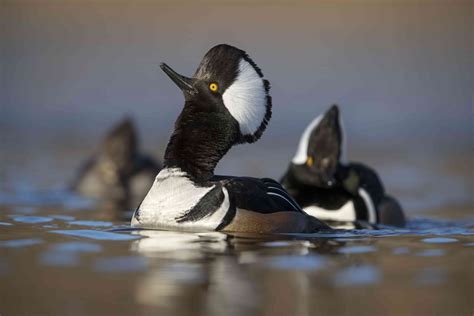 14 Incredible Duck Species