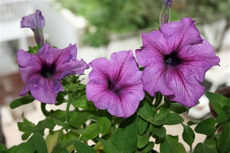 How To Care For Petunia Garden Guides