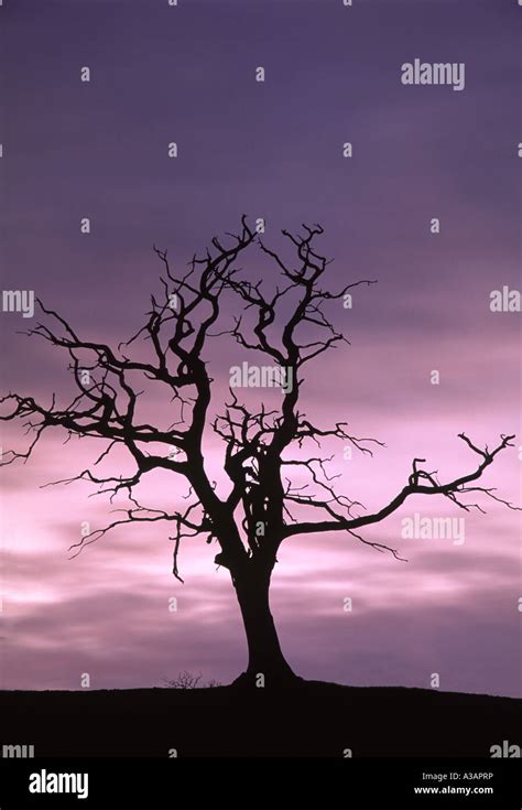 Dead Tree At Sunset Stock Photo Alamy