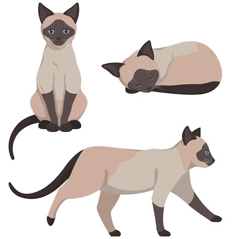 Premium Vector Siamese Cat In Different Poses Beautiful Pet In