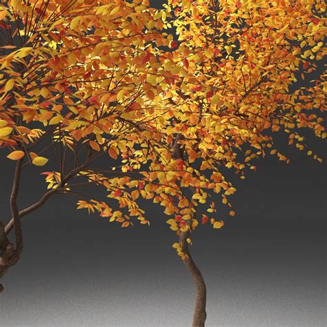 Artstation Autumn Trees Resources