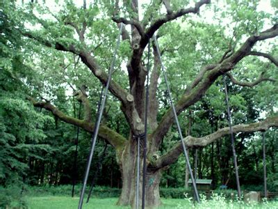 Naukowcy twierdzą jednak, że nie jest ani najstarszym, ani największym drzewem w polsce. Dąb Bartek | Góry Świętokrzyskie