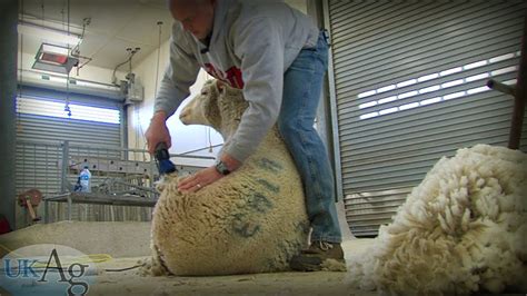 Sheep Shearing School Youtube
