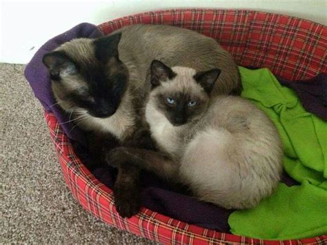 Two Siamese Cats Laying In A Bed On The Floor