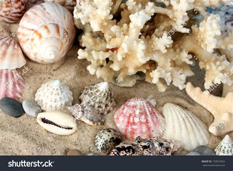 Sea Coral With Shells Close Up Stock Photo 133810565 Shutterstock