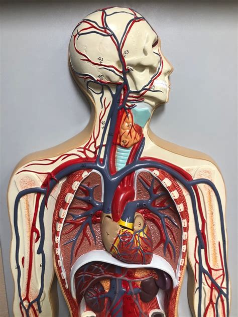 Arteryvein Model Cephalic And Thoracic Diagram Quizlet