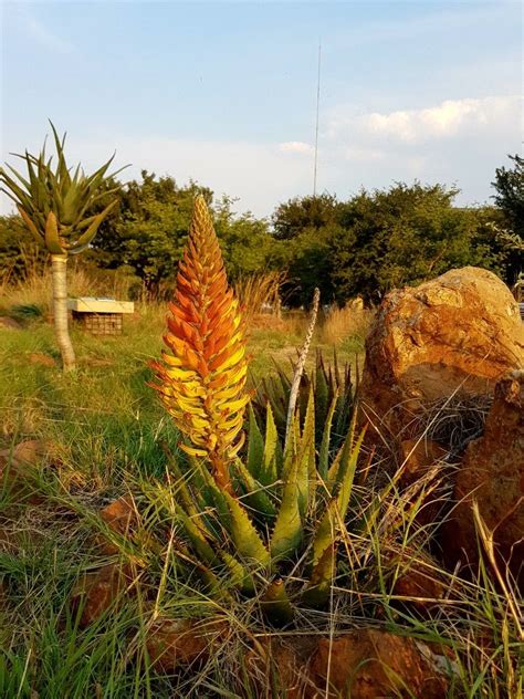 Aloe Hybrid In Flower Vaal Retreat April 2018 South Africa Retreat