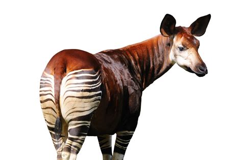 Okapi Ormanı Zürafası Hakkında Gerçekler
