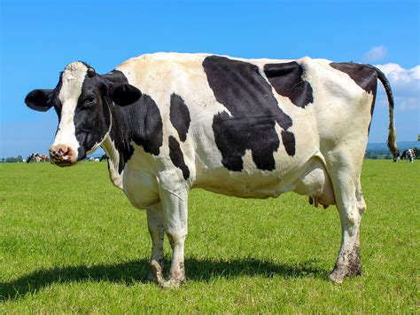 Celebrating Todays Dairy Cows