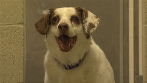 Hamilton County shelter overflowing, in ‘capacity crisis’ after new intakes