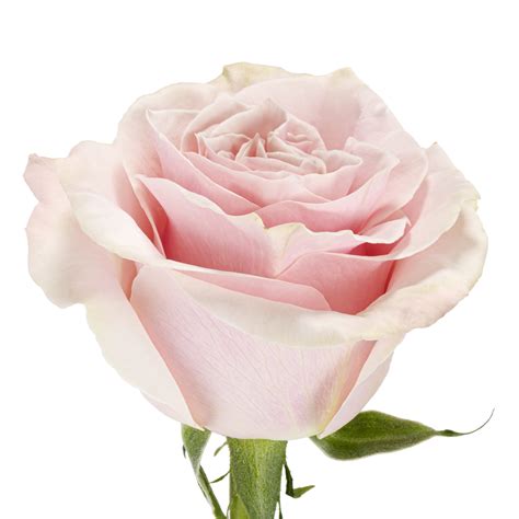 Pink Mondial Rose Variety Pink Ebloomsdirect Ubicaciondepersonascdmx