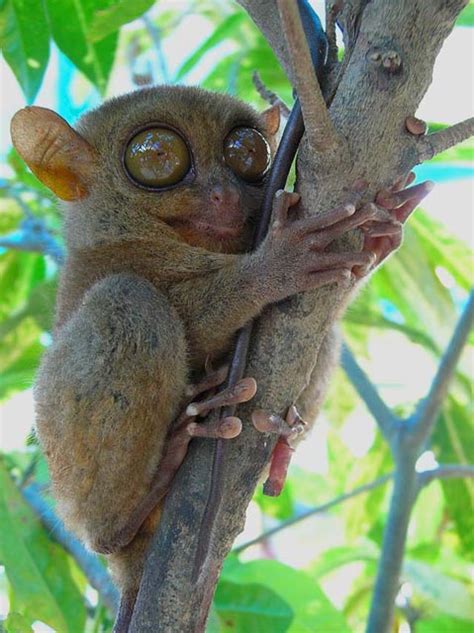 See more ideas about big eyes, animals, plush. Tarsiers - The Big-Eyed, Ancient, Nocturnal Mammal ...