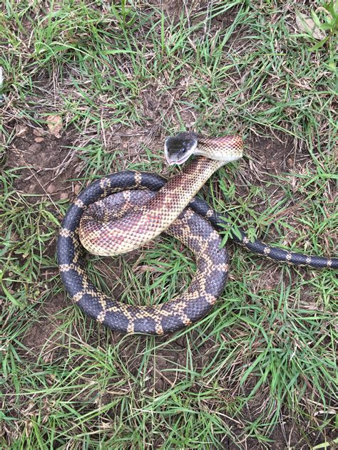 Western Rat Snake Common Snakes Identification Guide For The Houston