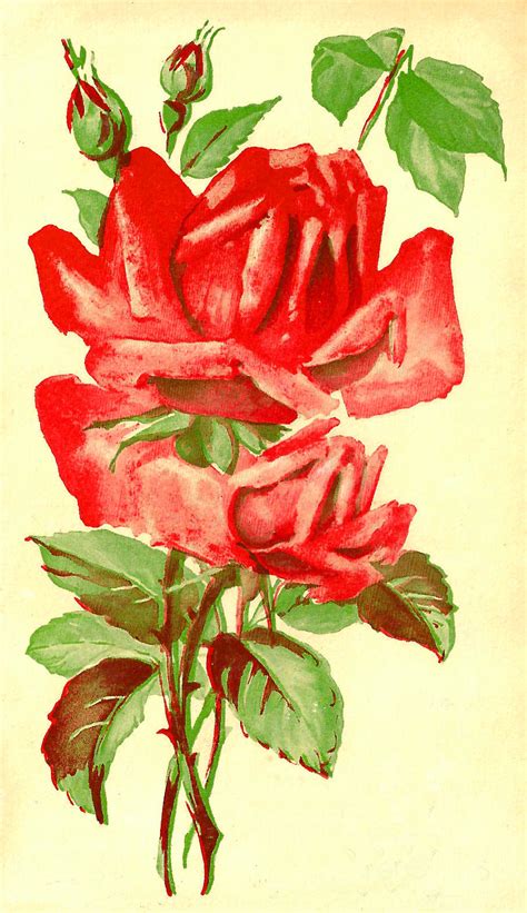 Antique Images Free Flower Graphic Vintage Red Rose Clip