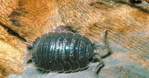 Cheap at only £1 and easy to use. How to Get Rid of Woodlice in the Home | eHow UK