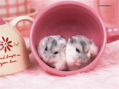 Hamster Backgrounds 40 Wallpapers Adorable Wallpapers