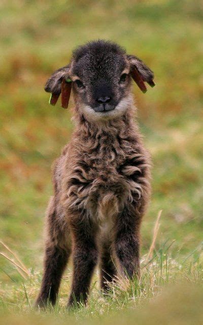 Super Cute Sheep Squee