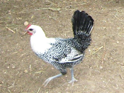 Fayoumis Chicken Breeds Hobby Farms Raising Chickens