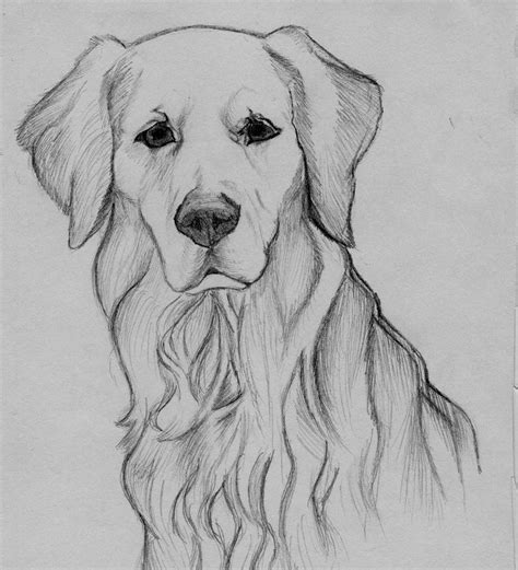 Golden Retriever Sketch Animal Drawings Sketches Animal Drawings