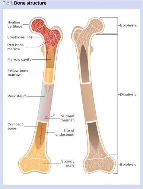 Long Bone Diagram Medullary Cavity Bone Structure Anatomy And
