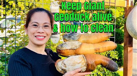 How To Keep Giant Geoduck Alive And Clean CÁch GiỮ Ốc VÒi Voi SỐng LÂu