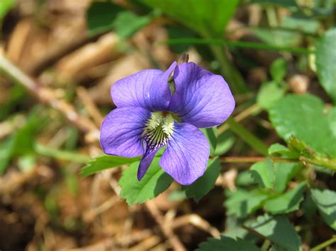Maryland Biodiversity Project Common Blue Violet Viola Sororia