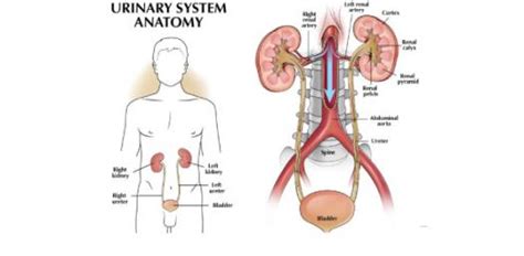 Anatomy Of Male Urinary System