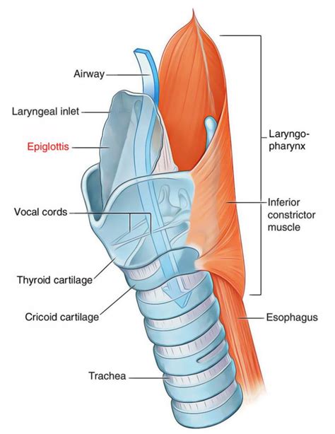 Larynx Medical Anatomy Human Anatomy And Physiology Medical School