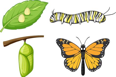 Life Cycle Of Monarch Butterfly Vector Art At Vecteezy