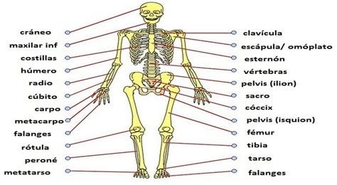 12 Ideas De Sistema Oseo Sistema Oseo Cuerpo Humano Esqueleto Images