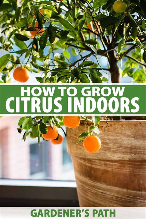 How To Grow Citrus Indoors Gardeners Path Citrus Tree Indoor