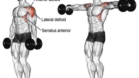 Dumbbell Lateral Raise Exercise Illustration Workout Chart Gym Workout