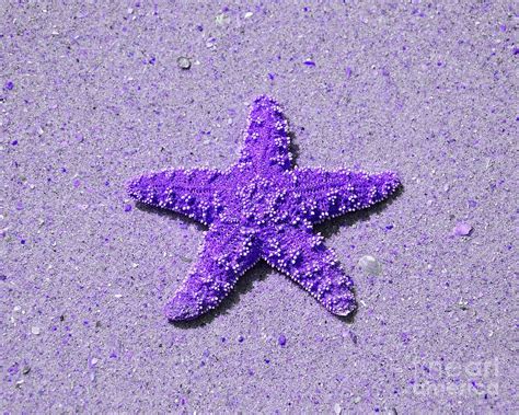 Sea Star Purple Photograph Sea Star Purple Fine Art Print Purple