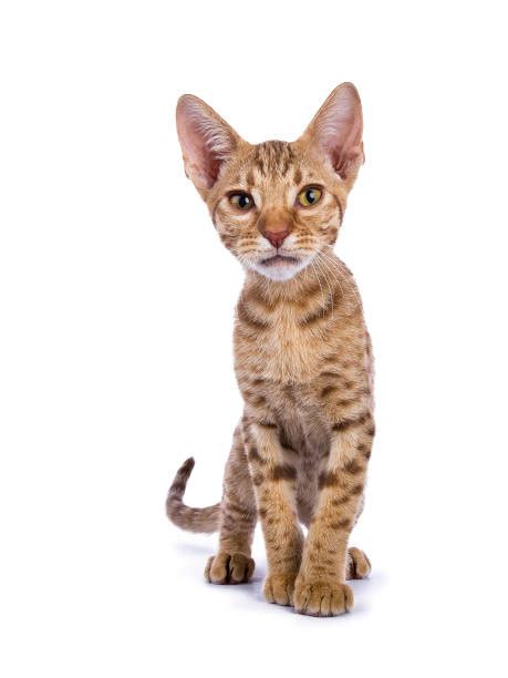 ocicat stock  pictures royalty  images istock