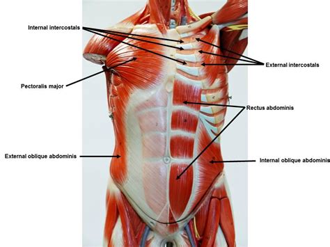 Muscles of the anterior & posterior thorax. Muscle Models