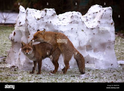 Mating Foxes Kent Garden United Kingdom Wildlife Wild Animals Fox