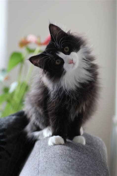 1000 Images About Tuxedo Cats On Pinterest Cute Cats Pets And I Miss U