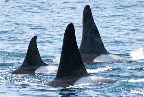 Killer Whales Also Known As Orcas Have Tall Distinctive Dorsal Fins