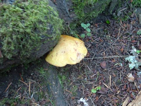 Bolete Type Mushroom Id Mushroom Hunting And