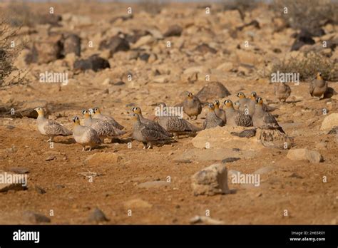 Flock Of Crowned Sandgrouse Drinking Water In The Desert Stock Photo