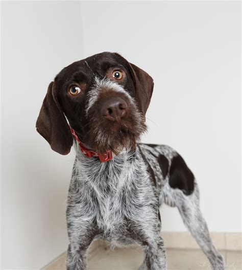 German Wirehaired Pointer Puppies For Sale Mn Pudding To Come