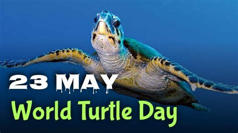 World Turtle Day May 23rd