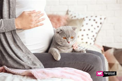 How To Know If A Cat Is Pregnant At Home