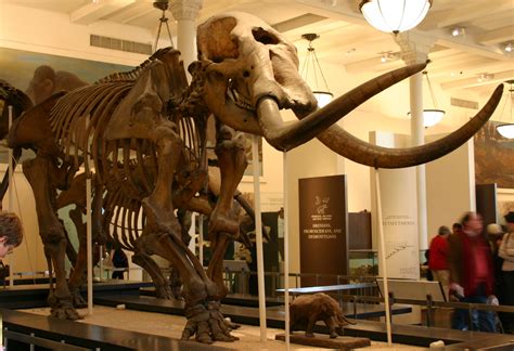 Michigan State Fossil Mastodon