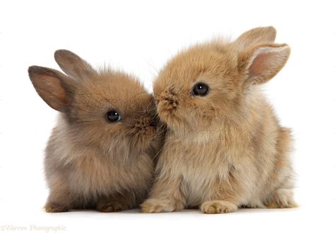 Two Cute Baby Lionhead Cross Bunny Rabbits Kissing Photo Wp43280